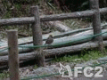 動画：柿田川のシメ（地鳴きはこの子じゃないです）